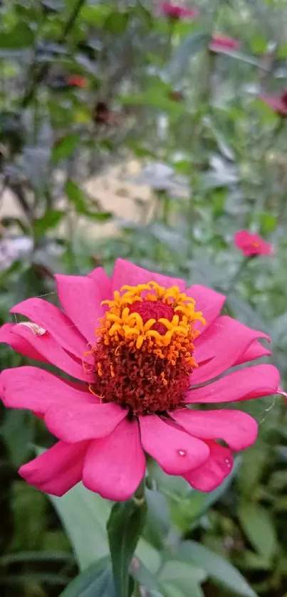 Vibrant pink zinnia flower in a lush garden setting.