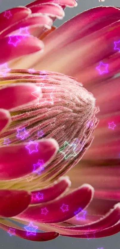 Close-up of vibrant pink Protea flower with striking petals.