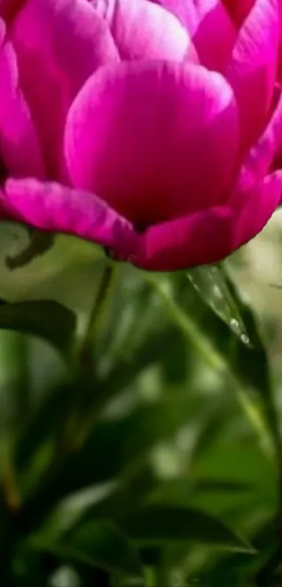 Vibrant pink flower with green leaves in the background, perfect for phones.