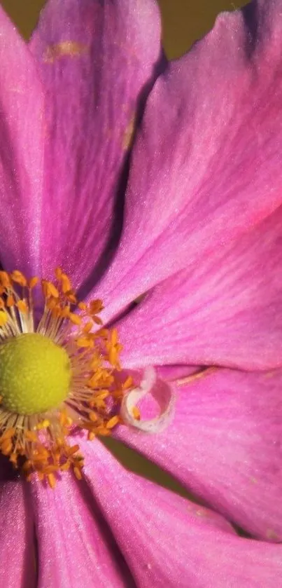 Close-up of a vibrant pink flower with delicate petals and yellow center.