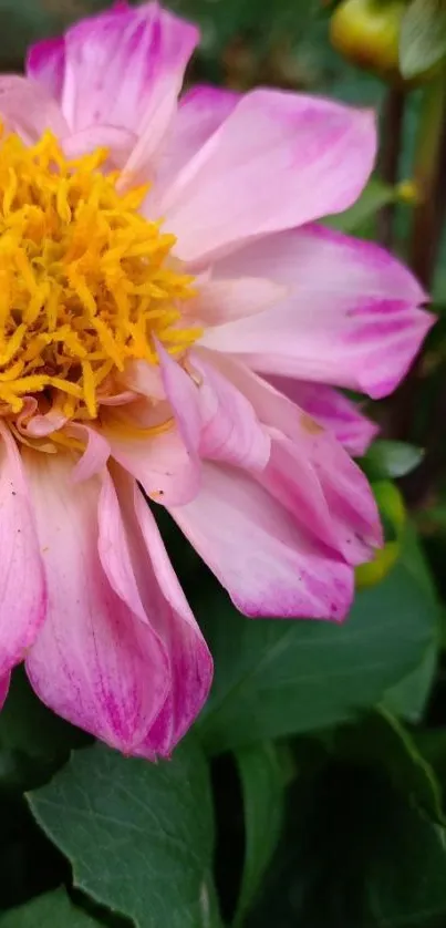 Pink flower with yellow center and green leaves in close view.