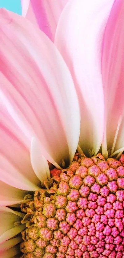 Close-up of a vibrant pink flower with delicate petals and intricate details.