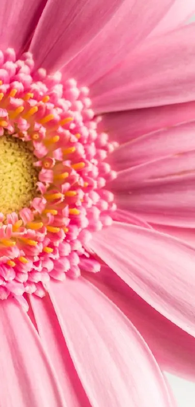 Close-up of a vibrant pink daisy flower with detailed petals and yellow center.