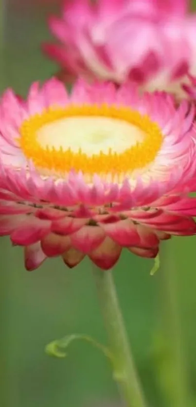 Vibrant pink flower with green background, perfect for mobile wallpaper.