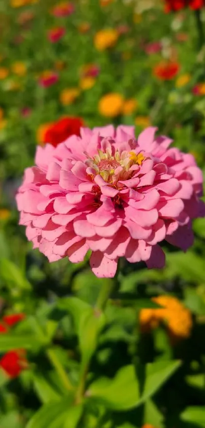 Close-up of pink Zinnia flower in a colorful garden.