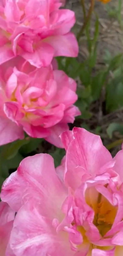 Close-up of vibrant pink flowers with lush green leaves.