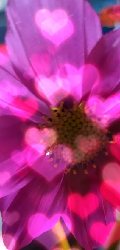 Vibrant pink flower with detailed petals in focus.
