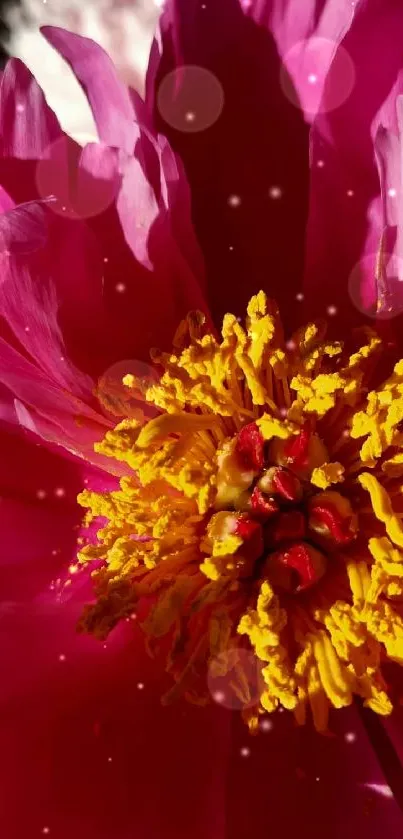 Close-up of a vibrant pink flower with a yellow center.
