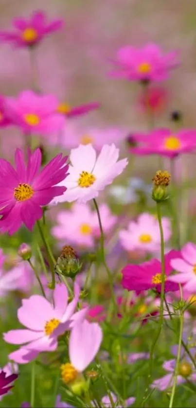 Mobile wallpaper featuring vibrant pink flowers in a lush field.