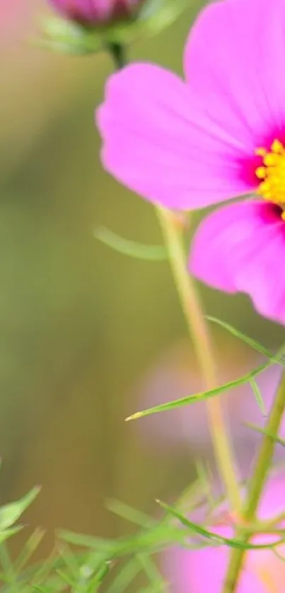 Vibrant pink flower with yellow center and green stems.