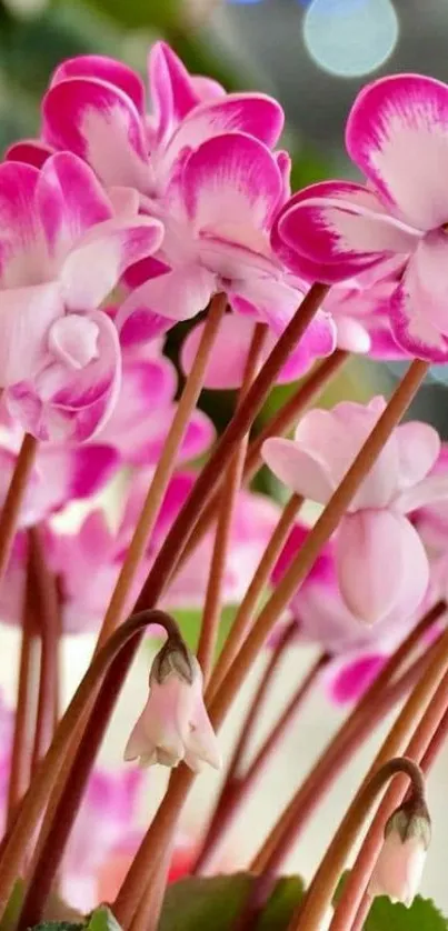 Vibrant pink flowers with green leaves wallpaper.