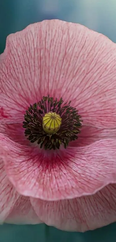 Close-up of a vibrant pink flower with delicate petals and a soft background.