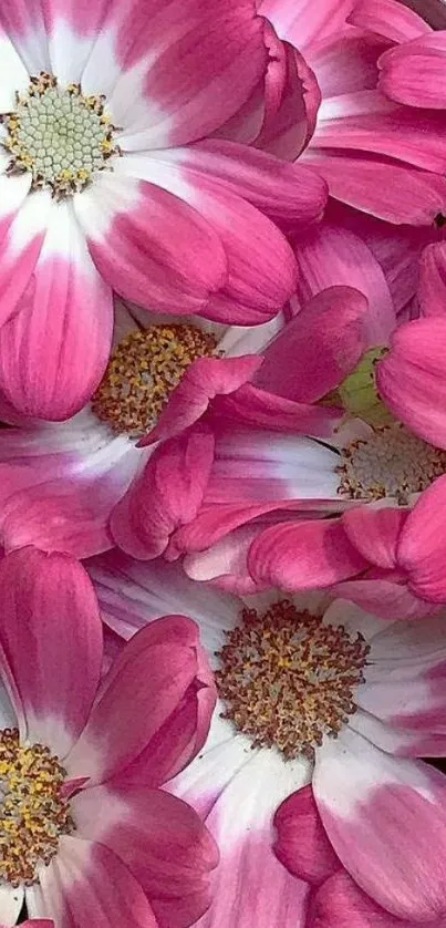 Vibrant pink and white flower wallpaper with detailed petals.