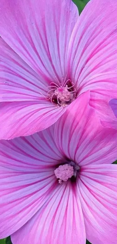 Vibrant pink flowers with lush green background.