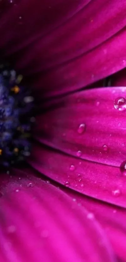 Close-up wallpaper of a vibrant pink flower with dewdrops on petals.