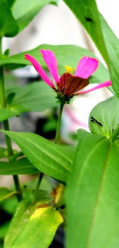 A vibrant pink flower with lush green leaves in a botanical setting.