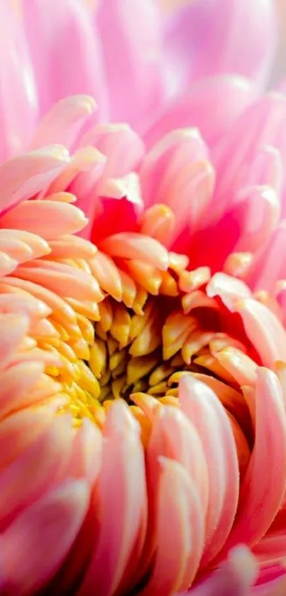 Close-up of a vibrant pink flower with soft, detailed petals.