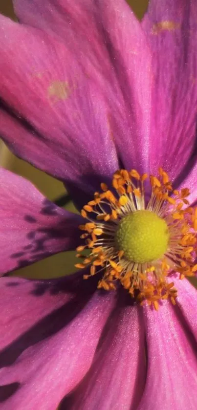 Close-up of a vibrant pink flower with a yellow center.