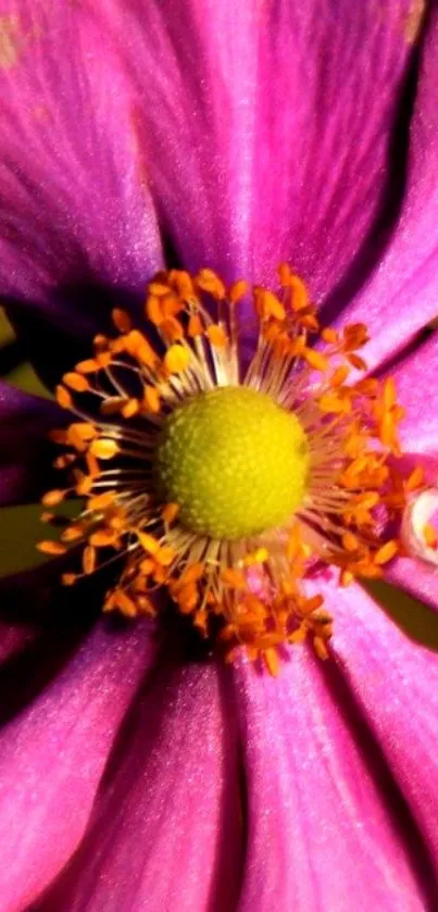 Close-up of a vibrant pink flower with a bright yellow center.