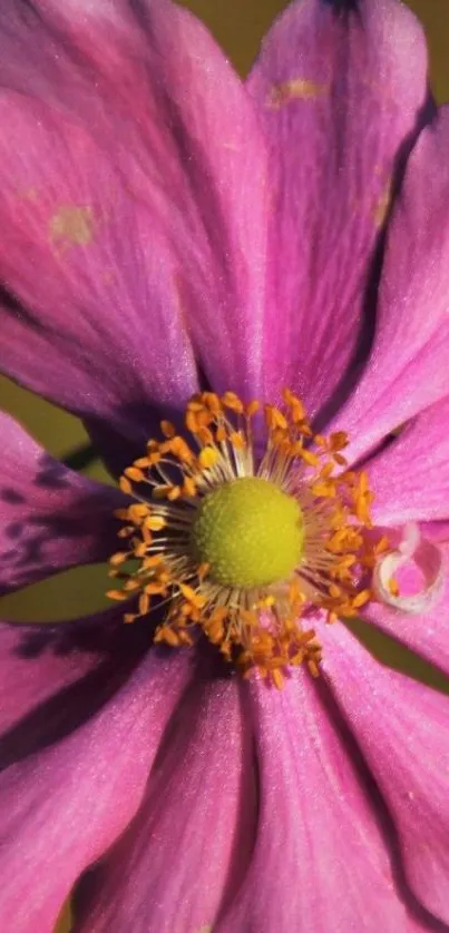 Close-up of a vibrant pink flower with a yellow center.