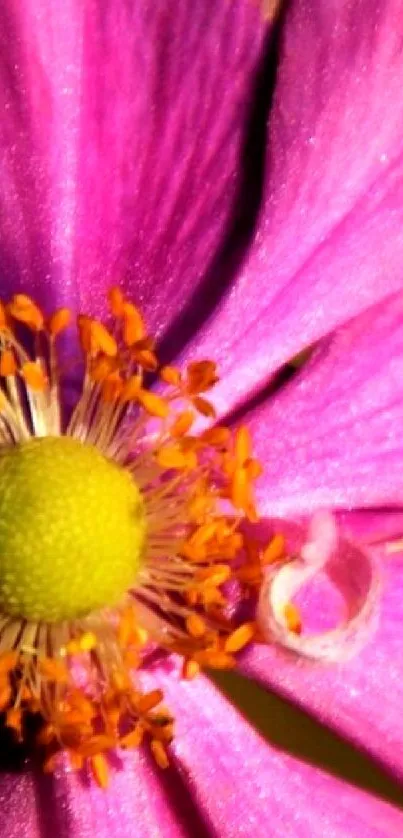 Close-up of vibrant pink flower petals with yellow center.