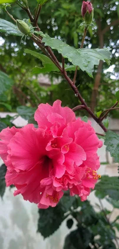 Vibrant pink hibiscus flower with green leaves.