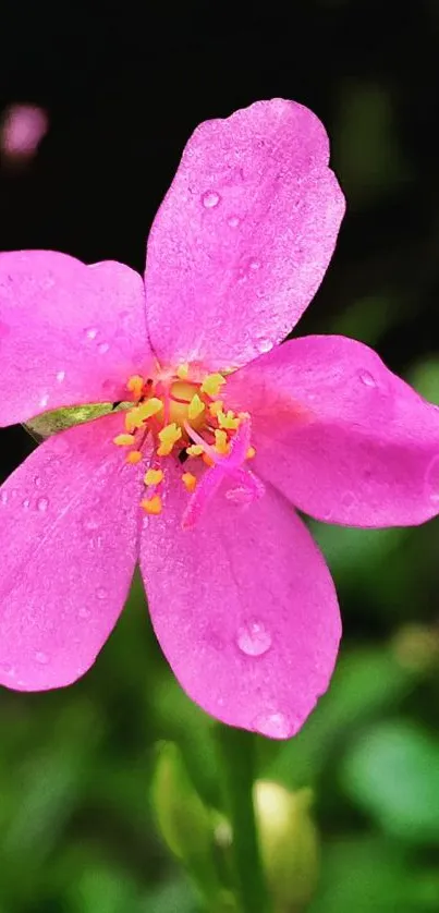 Close-up of a vibrant pink flower with dew, set against a blurred natural background.