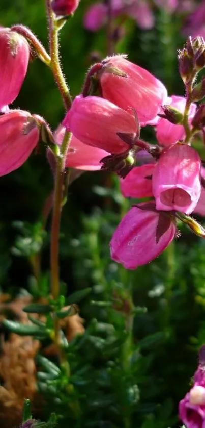 Vibrant pink flowers with lush green leaves.