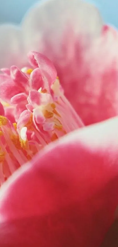 Close-up of a vibrant pink flower with delicate petals and yellow stamens.