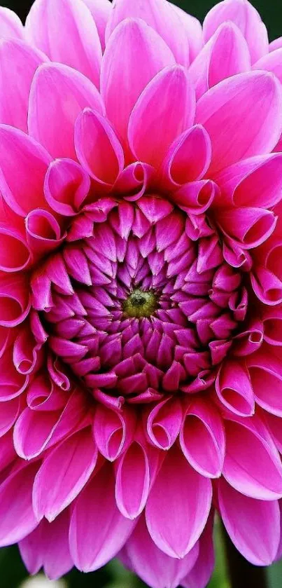 Vibrant pink flower with detailed petals.