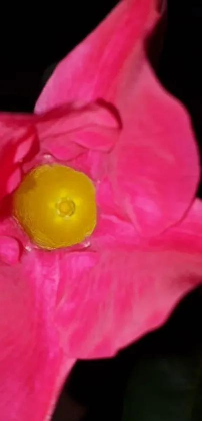 Close-up of a vibrant pink flower with a yellow center.