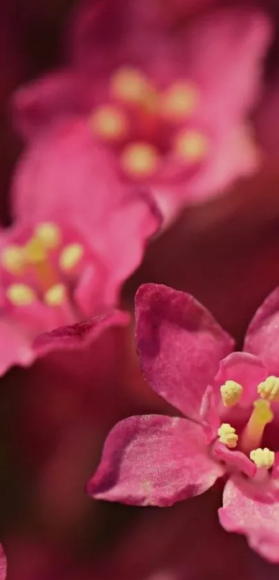 Close-up of vibrant pink flowers with detailed petals.