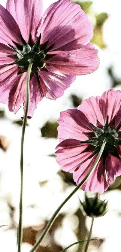 Vibrant pink flowers with delicate petals set against a bright background.