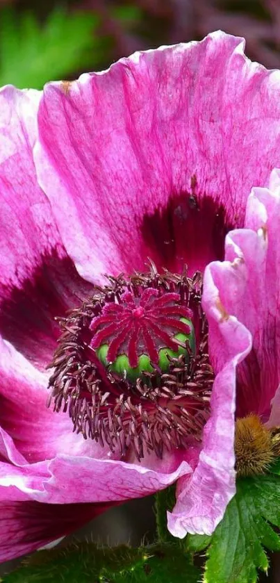 Beautiful vibrant pink flower close-up wallpaper.