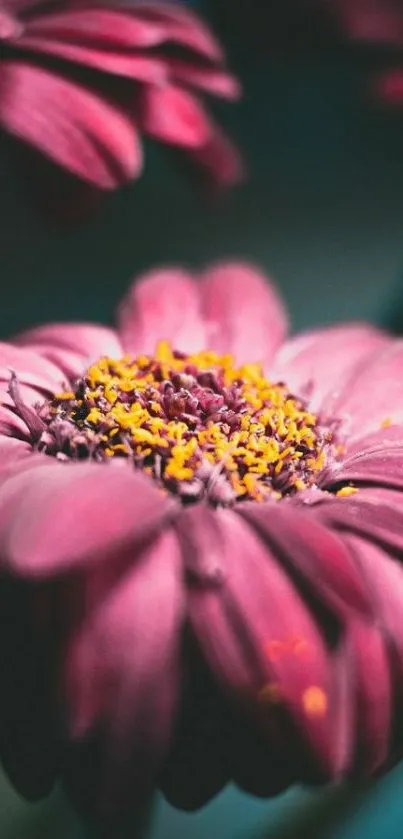 Close-up of a vibrant pink flower with detailed petals and yellow center.