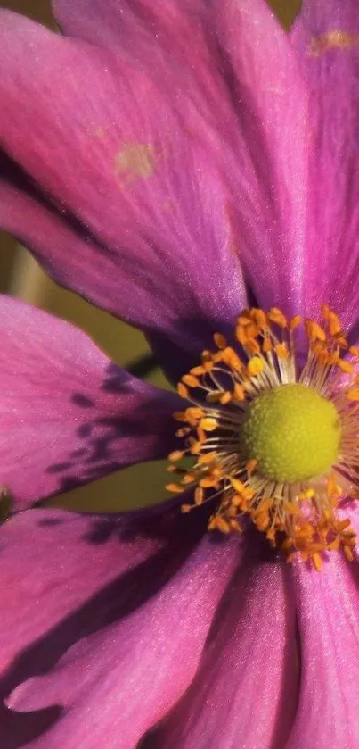 Close-up of a vibrant pink flower with a green center.