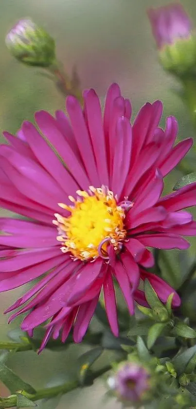 Vibrant pink flower with a bright yellow center.