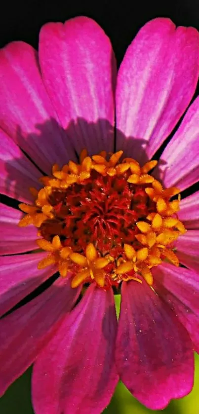 Close-up of a vibrant pink flower in bloom.