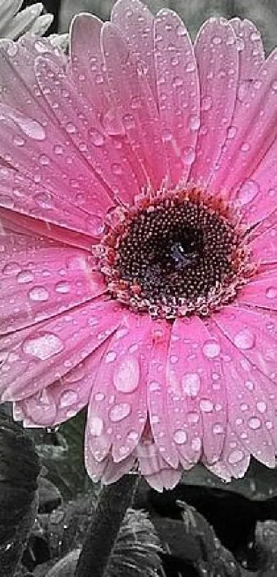 Pink flower with water droplets on monochrome background.