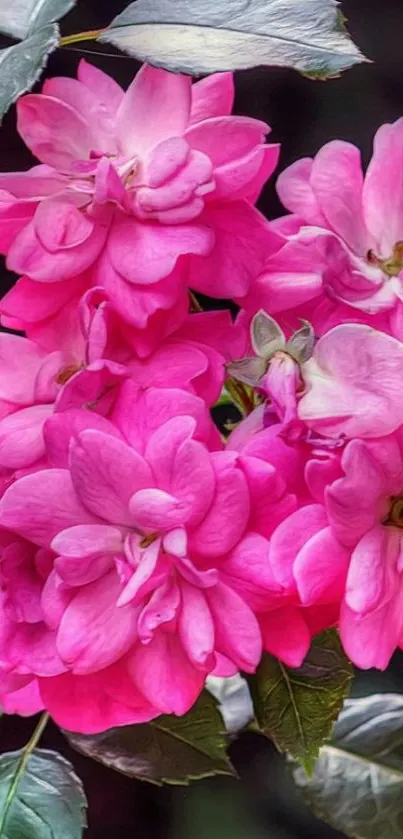 Mobile wallpaper featuring vibrant pink flowers with lush green leaves.