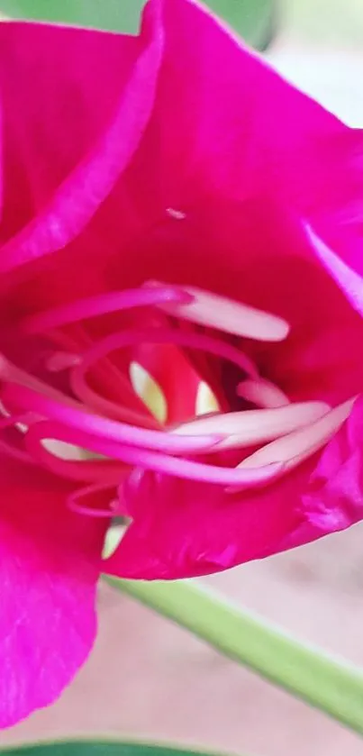 Close-up of a vibrant pink flower with detailed petals.