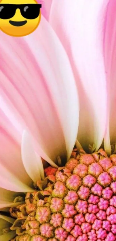 Vibrant daisy wallpaper with pink petals.