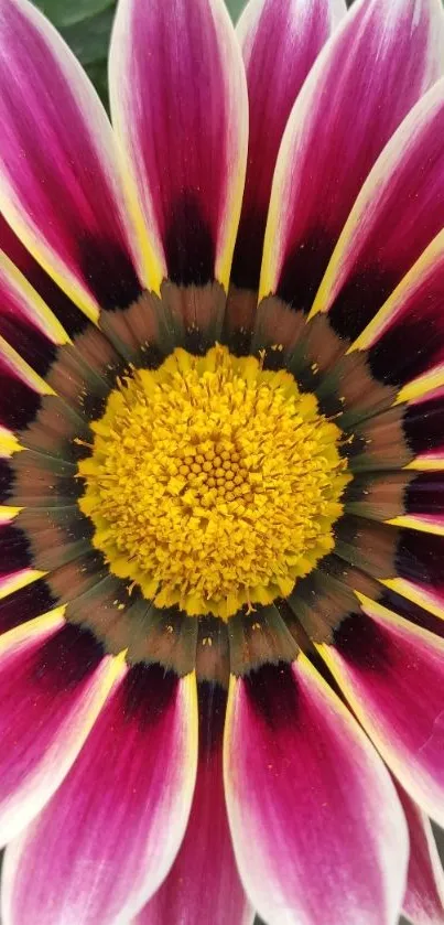 Close-up of vibrant pink flower with yellow center and green background.