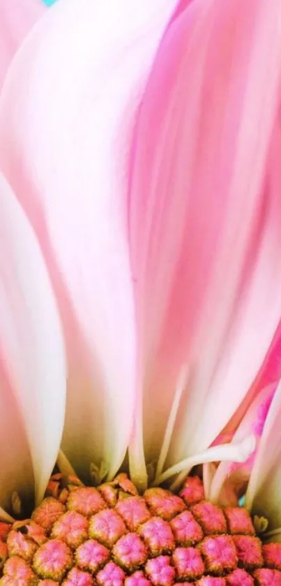 Close-up of a vibrant pink flower with delicate petals.