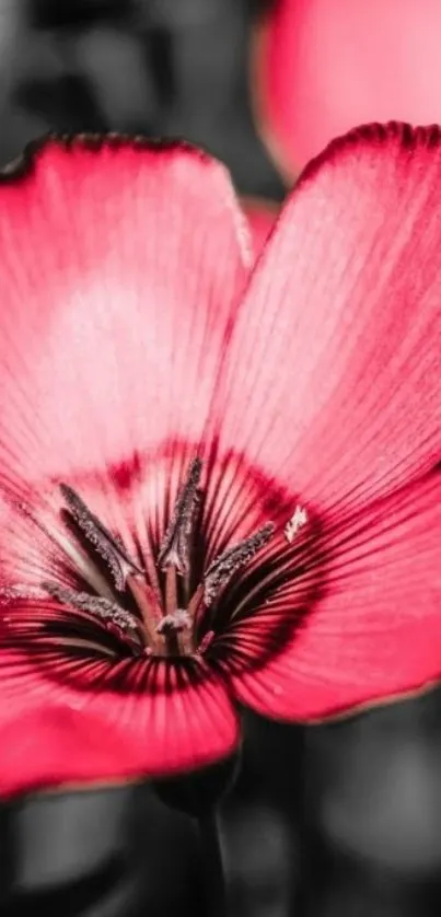 Vibrant pink flower with bold contrast.