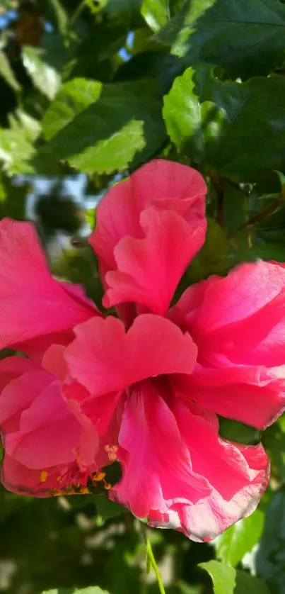 Vibrant pink flower with green leaves.