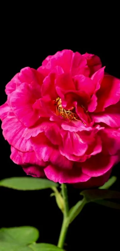 Vibrant pink flower on black background wallpaper.