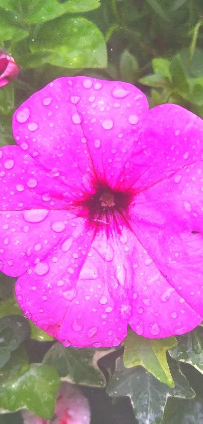 Vibrant pink flower with dew on petals surrounded by green leaves.