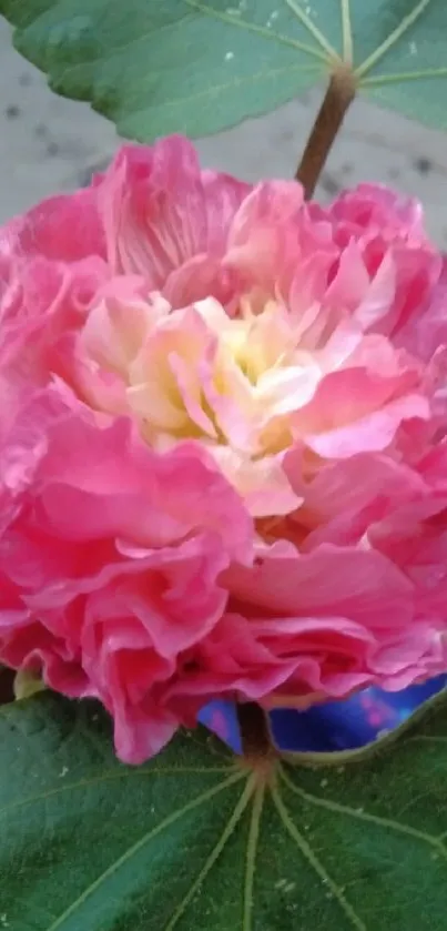 Pink flower with green leaves on a natural backdrop.