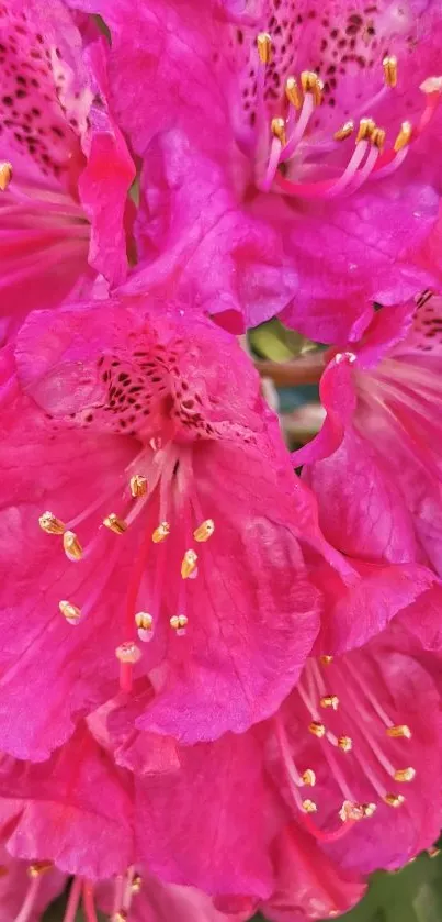 Vibrant pink rhododendron flowers close-up wallpaper.